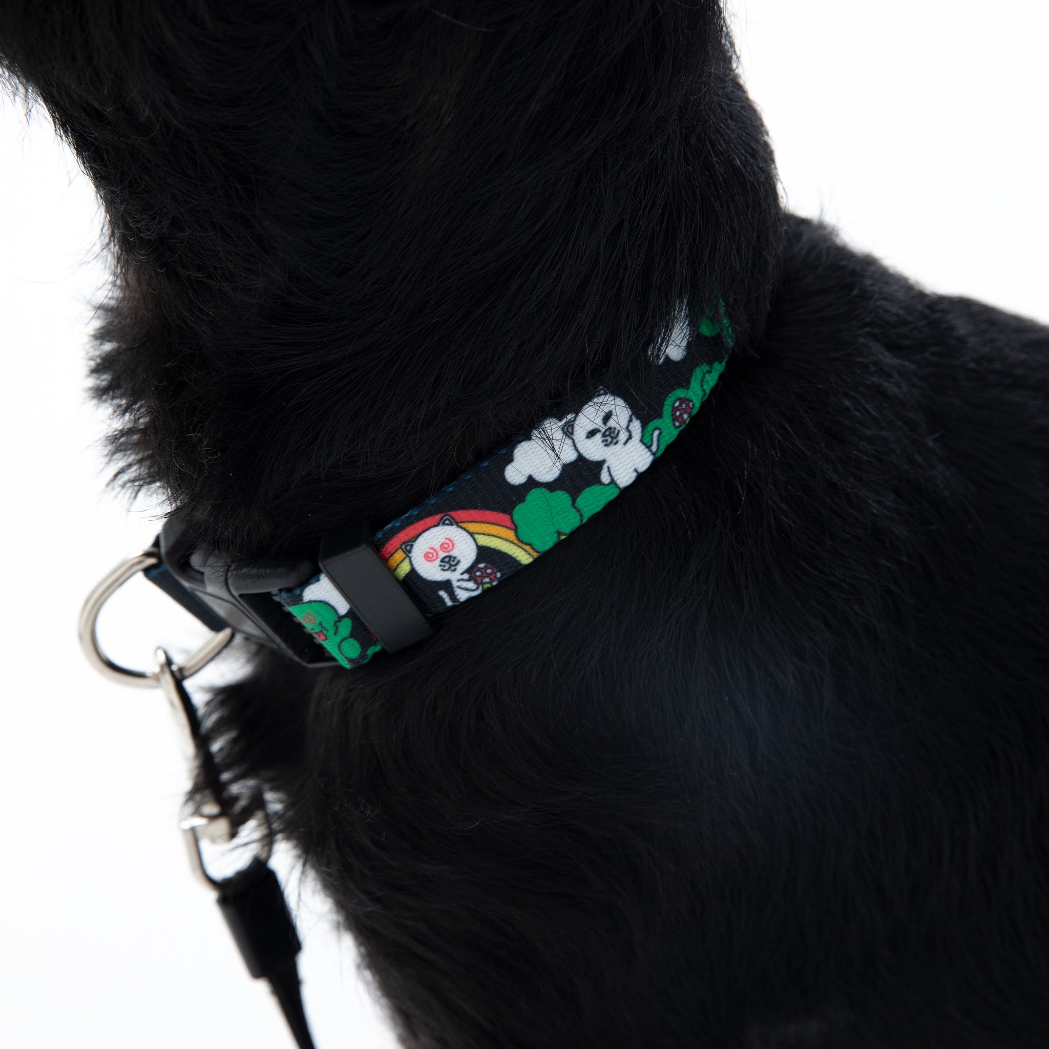 RipNDip Buddy System Web Belt Pet Collar (Black)