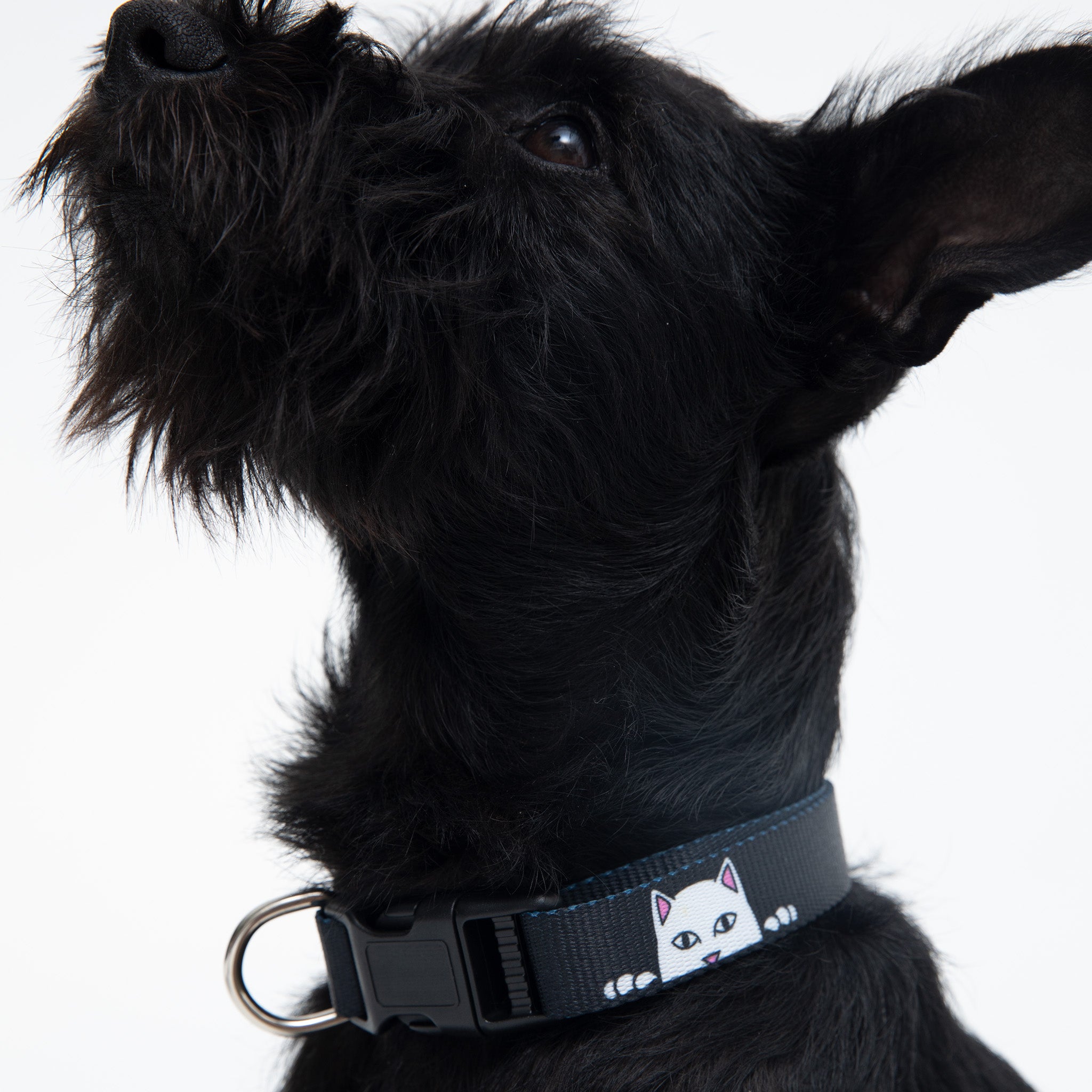 RipNDip Peek A Nerm Web Belt Pet Collar (Black)