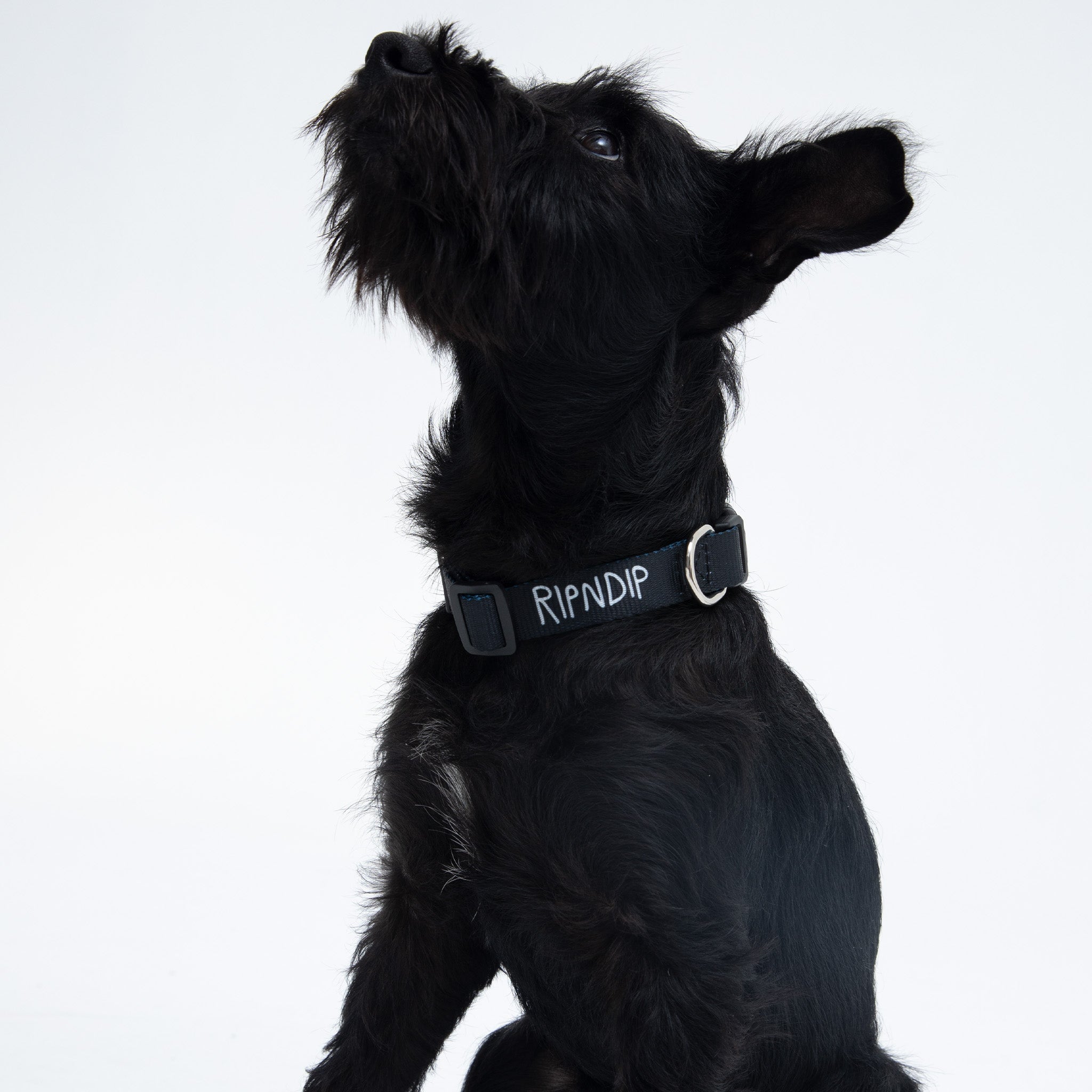 RIPNDIP Peek A Nerm Web Belt Pet Collar (Black)